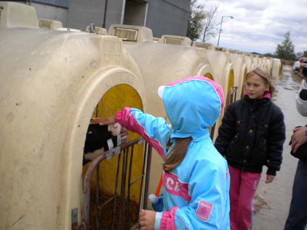 Deti za kravou 095 My a teliatka